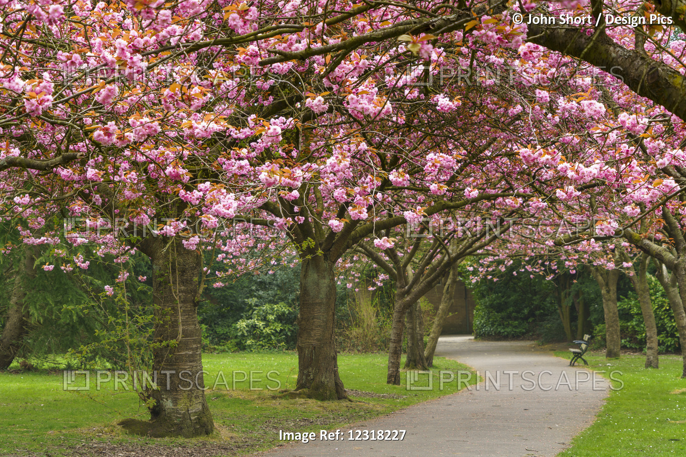 A Trail Lined With Trees In Pink Blossoms; Gateshead, Tyne And Wear, England