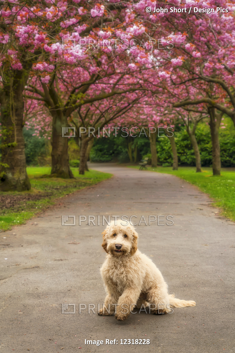 A Dog Sits On A Trail Lined With Trees In Pink Blossoms; Gateshead, Tyne And ...