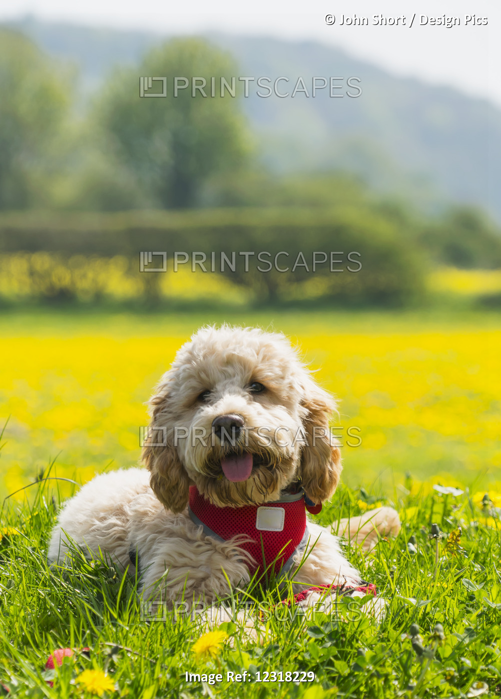 A Blond Cockapoo With A Red Collar Sits On Lush Grass With Wildflowers; Durham, ...