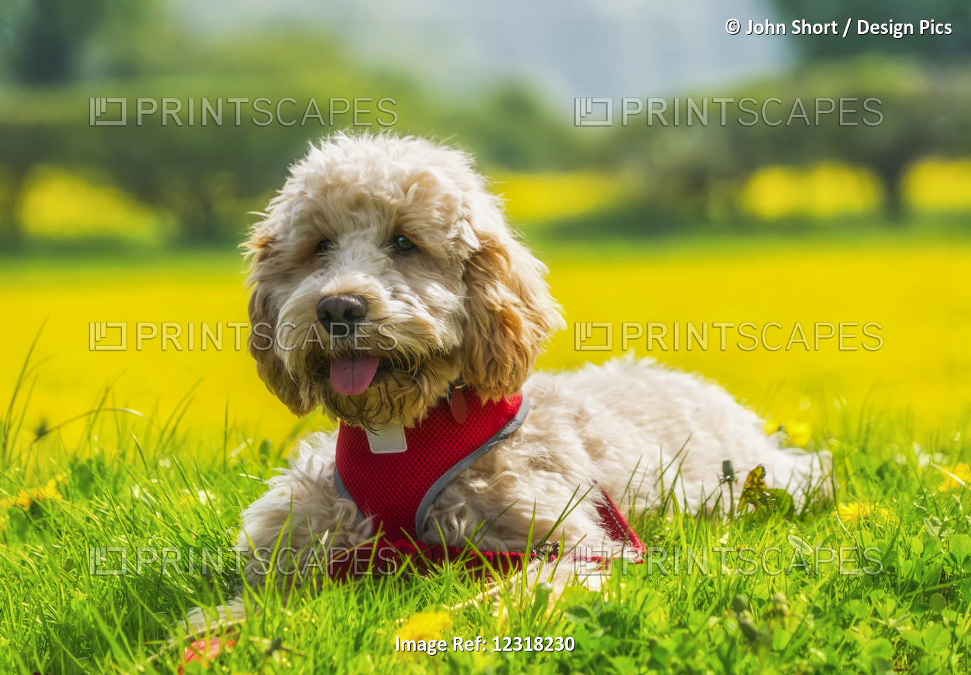 A Blond Cockapoo With A Red Collar Sits On Lush Grass With Wildflowers; Durham, ...