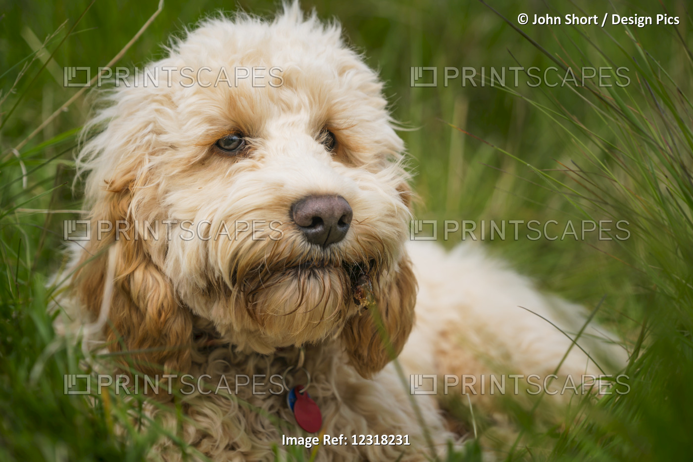 A Blond Cockapoo Lays In The Tall Grass; South Shields, Tyne And Wear, England