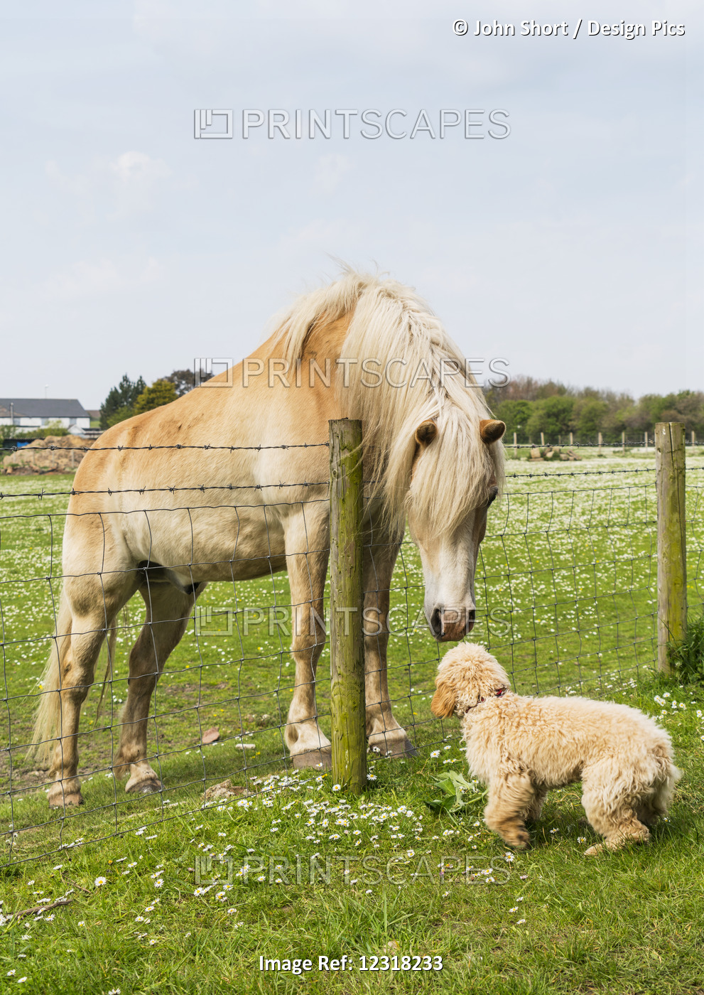 A Blond Cockapoo And Blond Horse Meet At A Fence And Greet One Another; South ...