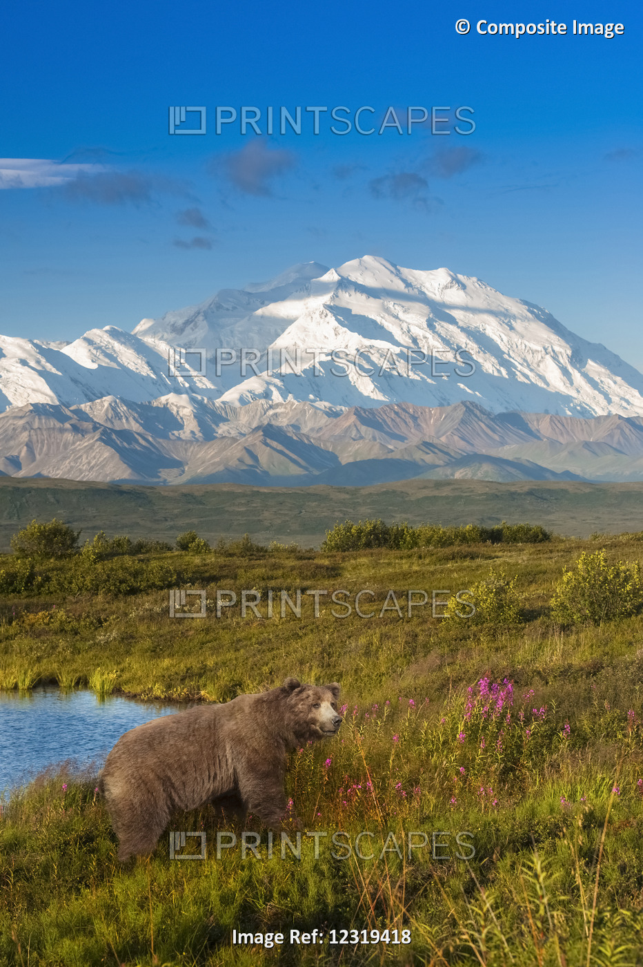 Brown Bear (Ursus Arctos) Walking In A Grass Meadow With Mount Mckinley In The ...