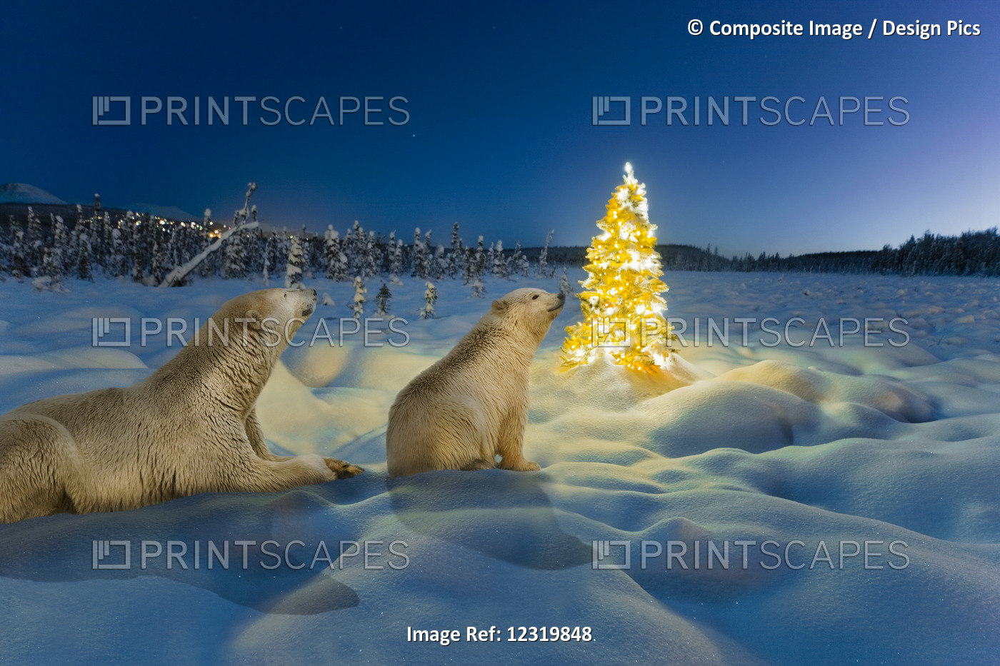 Composite Polar Bear Sow And Cub And Christmas Tree On Snow Covered Tundra At ...