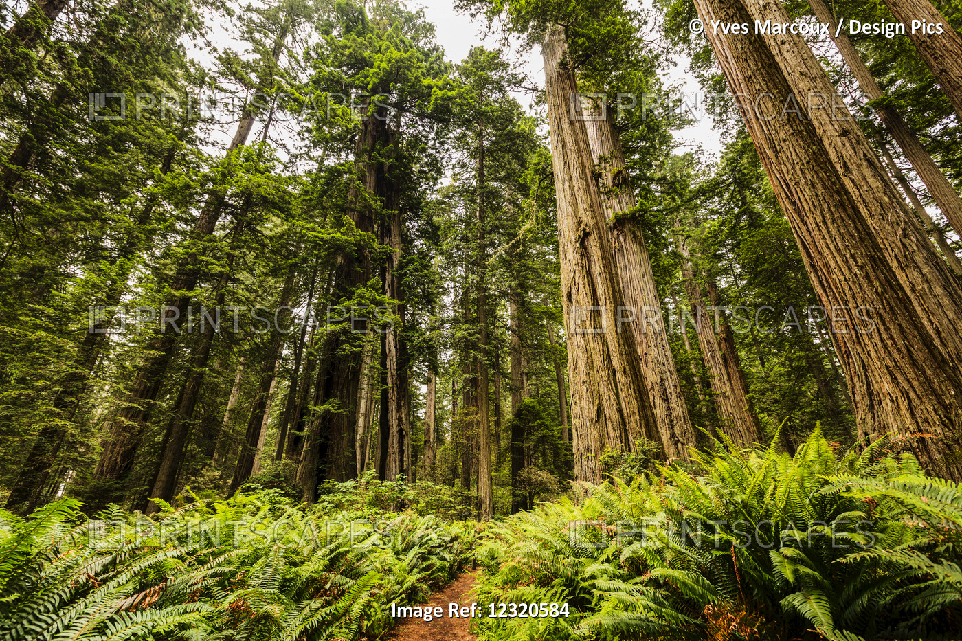 Redwood Trees, Lady Bird Jonhson Grove, Redwood National And State Parks; ...