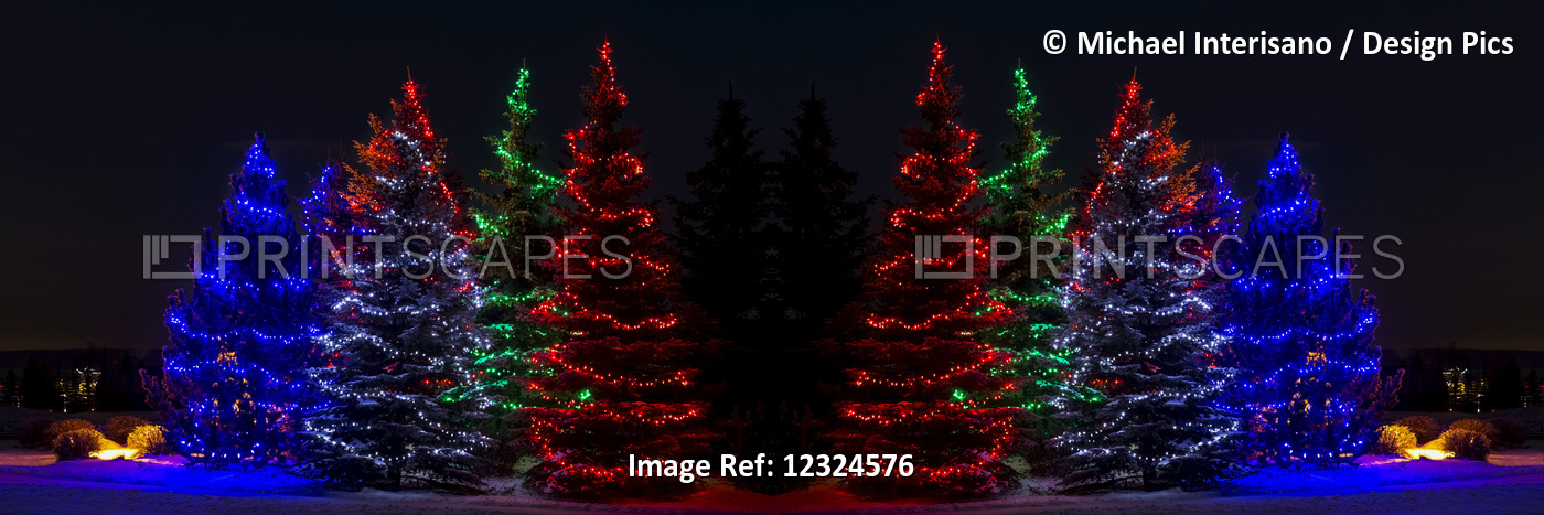Colourful Christmas Lights Around Several Evergreen Trees; Calgary, Alberta, ...