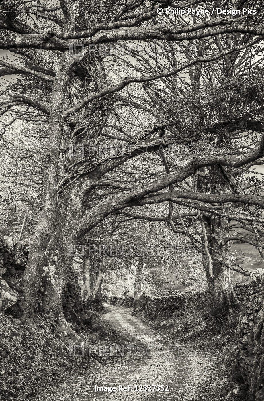 Tree Lined Country Lane In The English Lake District In Black And White; ...