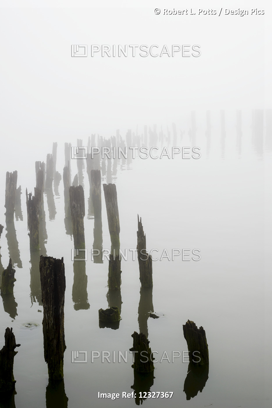 Wooden Pilings Obscured By Fog On The Columbia River In Oregon; Astoria, ...