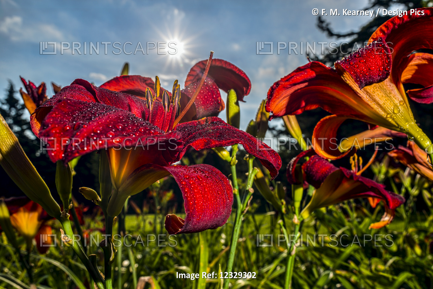 Sun Rising Behind Daylilies (Hemerocallis), 'johnny Barbour' Hemerocallidaceae, ...