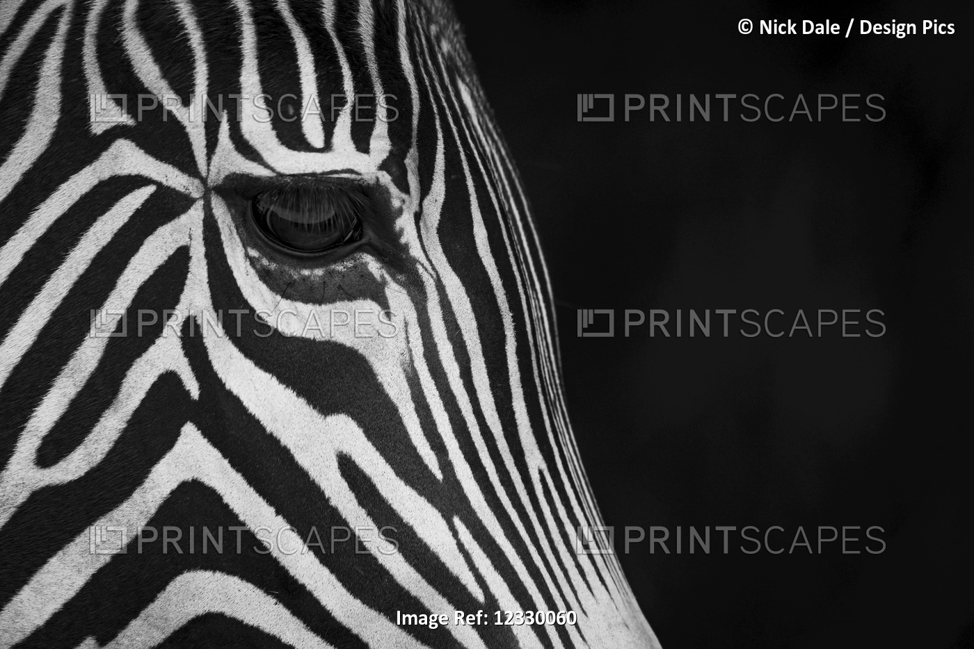 Close-Up Of Grevy's Zebra (Equus Grevyi) Face In Profile Against A Black ...