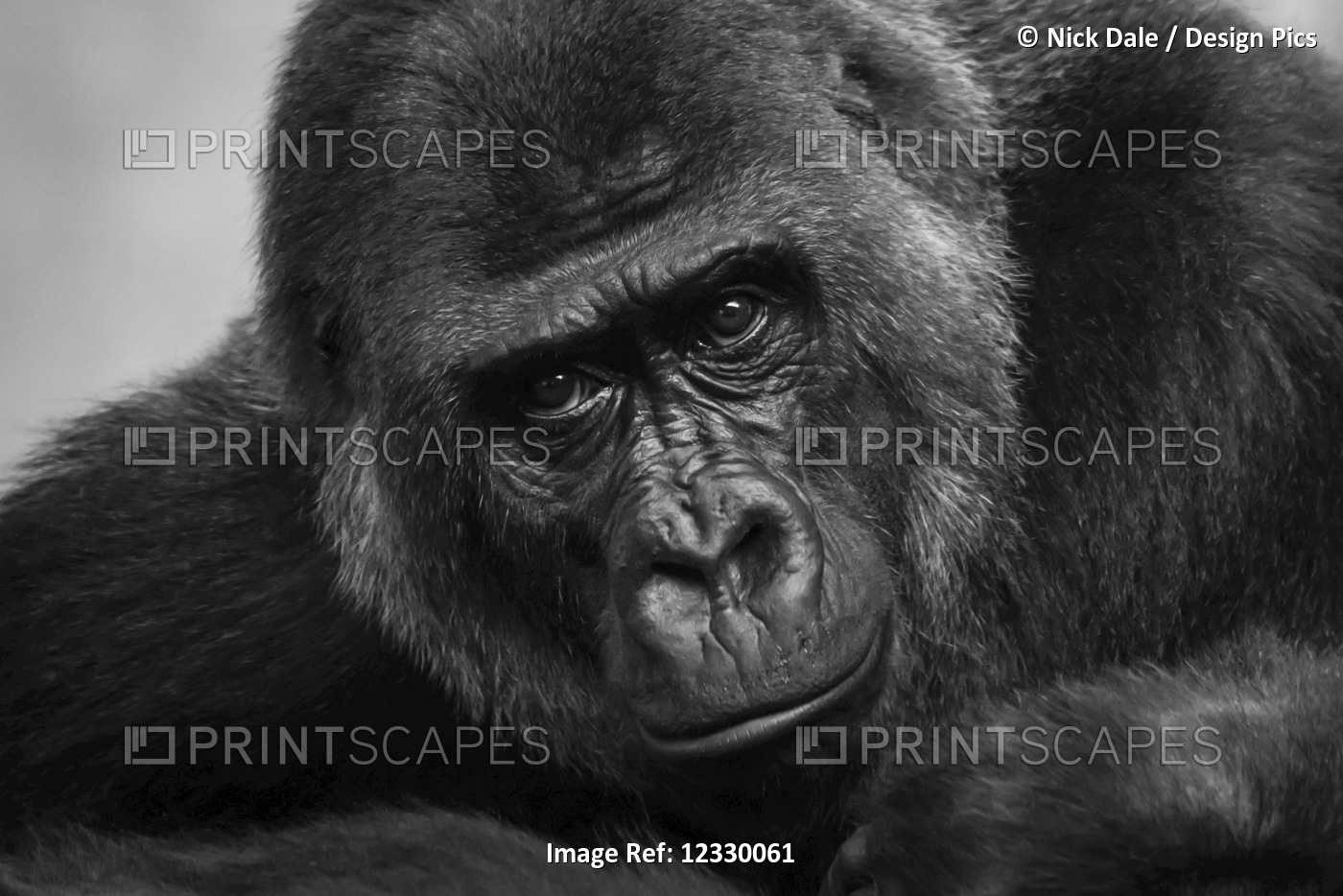 Close-Up Of Western Lowland Gorilla (Gorilla Gorilla Gorilla) Looking At ...