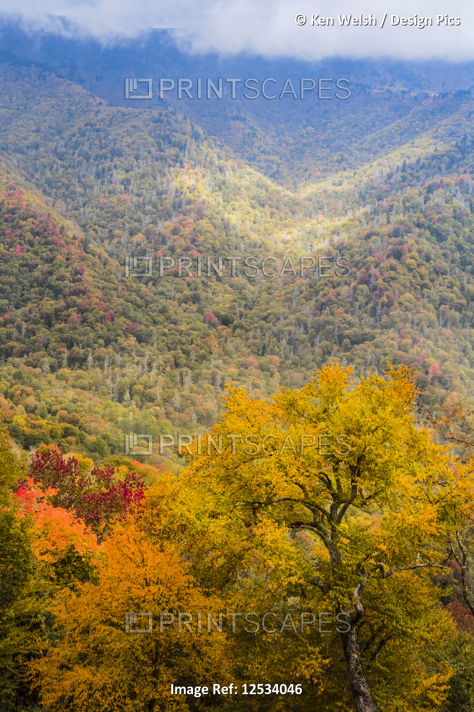Autumn coloured foliage in the Great Smoky Mountains National Park; North ...