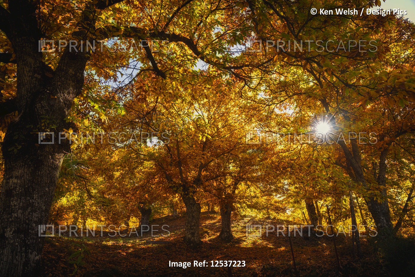Autumn in the chestnut forests of the Genal Valley in the Serrania de Ronda; ...