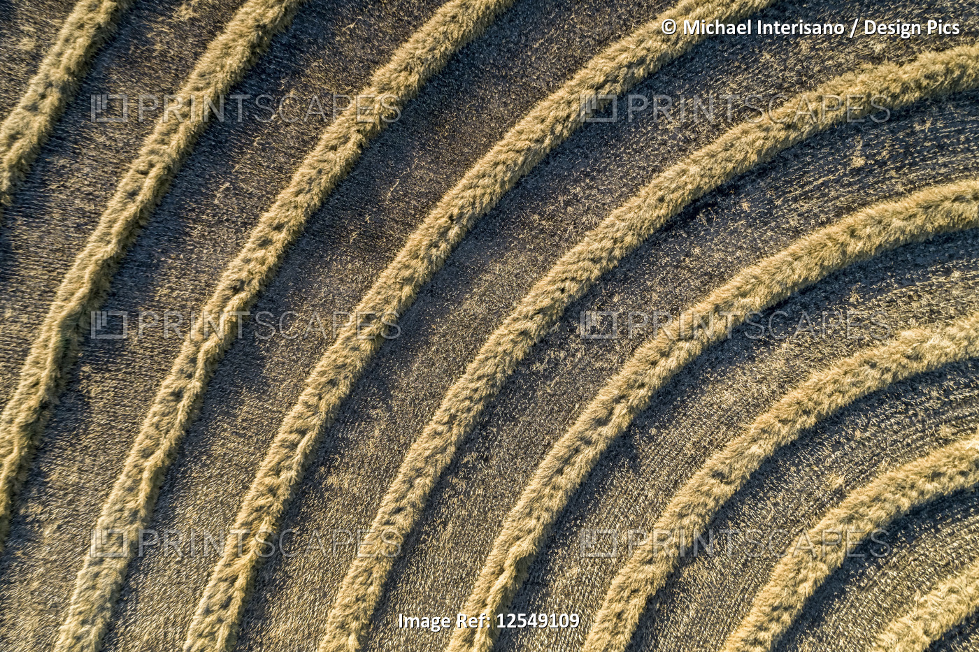 A graphic aerial view of cut canola lines in a circular pattern in a field, ...