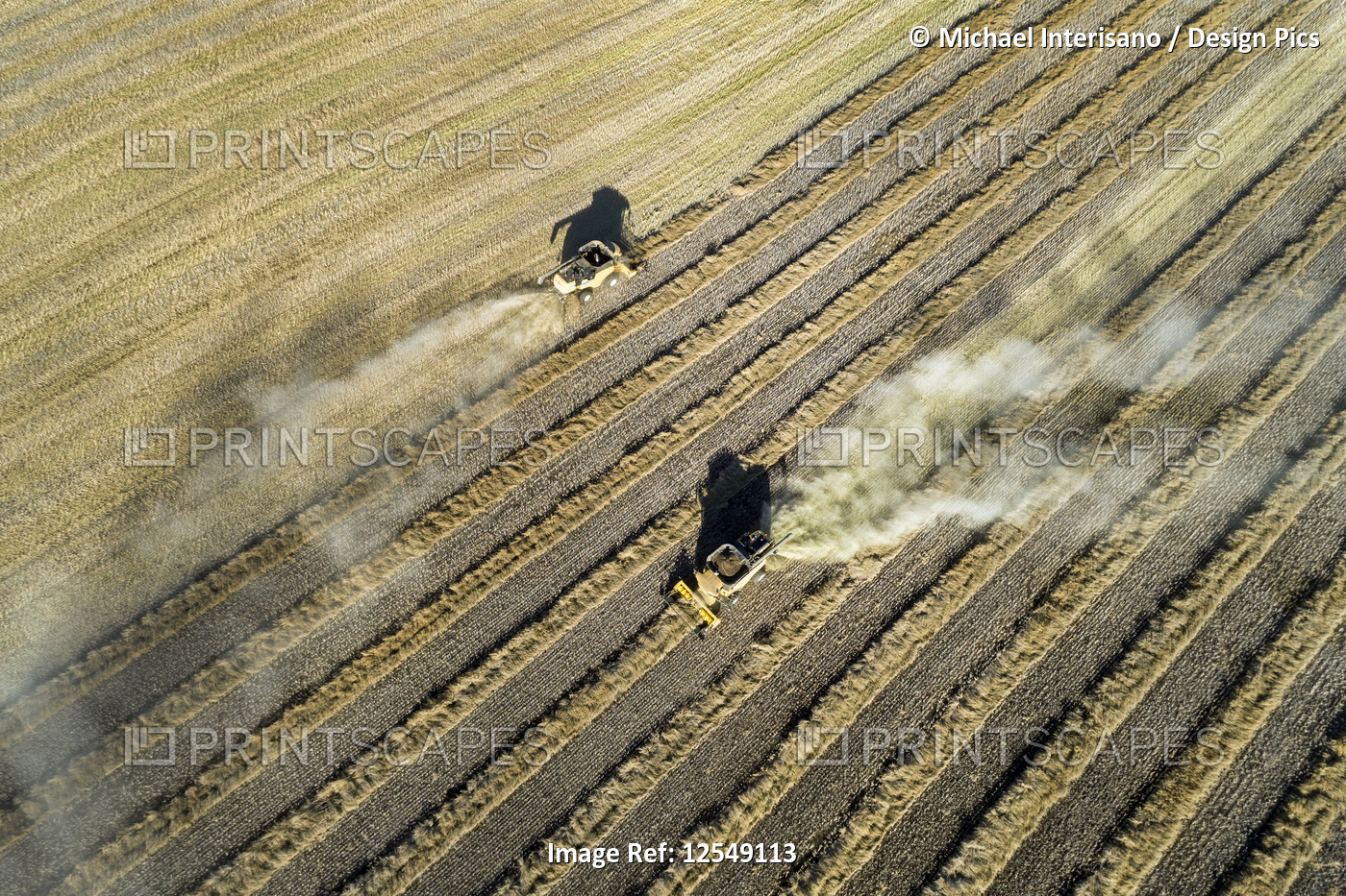 Aerial view looking down onto two combines harvesting rows of cut canola, West ...