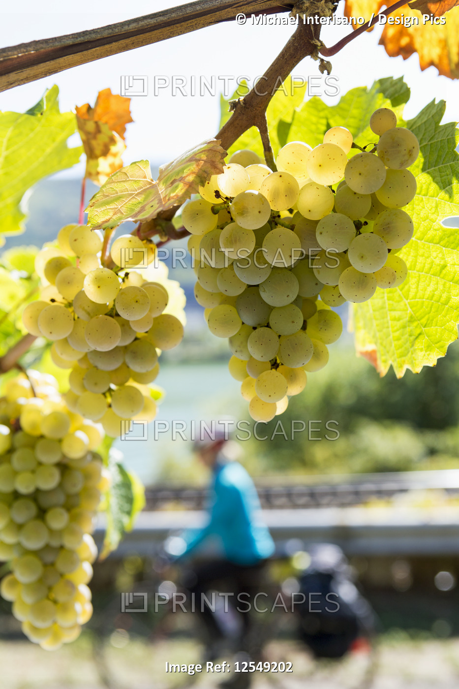 Several clusters of white grapes hanging from a vine with female touring ...