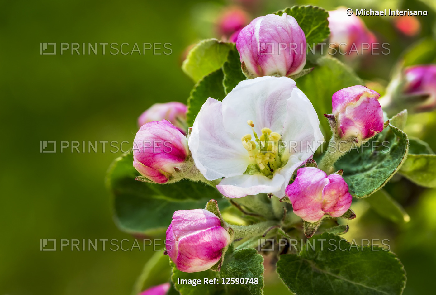 Close-up of apple blossoms on a tree; Calgary, Alberta, Canada
