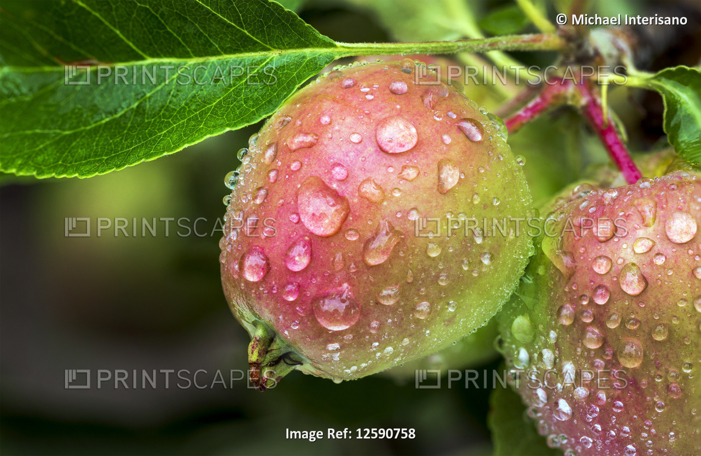 Close-up of red apples with rain droplets on a branch of a tree; Calgary, ...