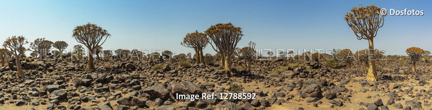 Quiver Trees (Aloidendron dichotomum) in Quiver Tree Forest in Gariganus farm ...