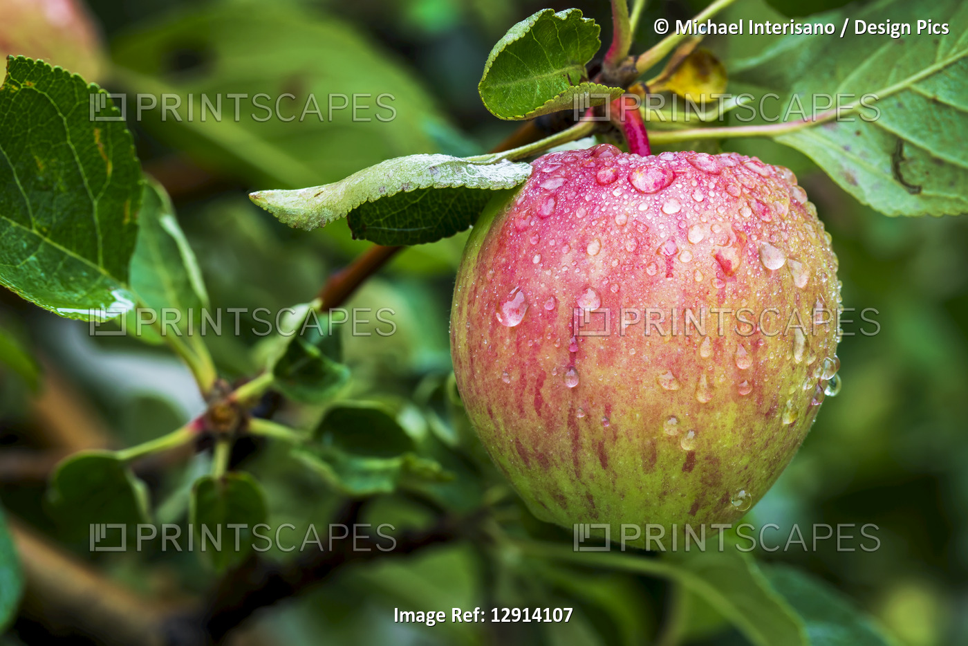 Close-up of an apple on tree branch with water droplets; Calgary, Alberta, ...