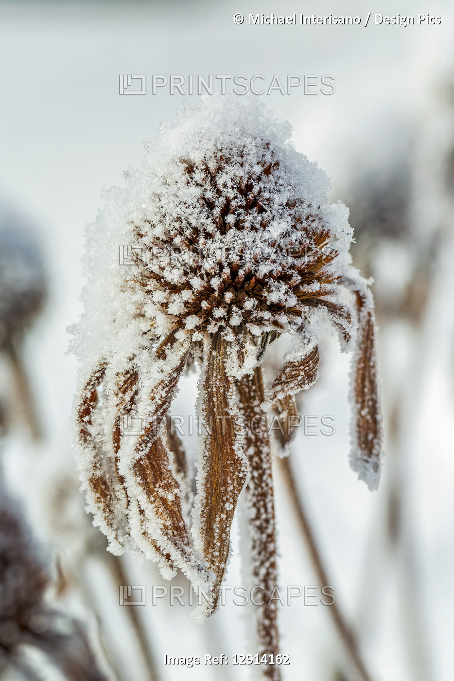 Close-up of frosted dried echinacea stamens; Calgary, Alberta, Canada