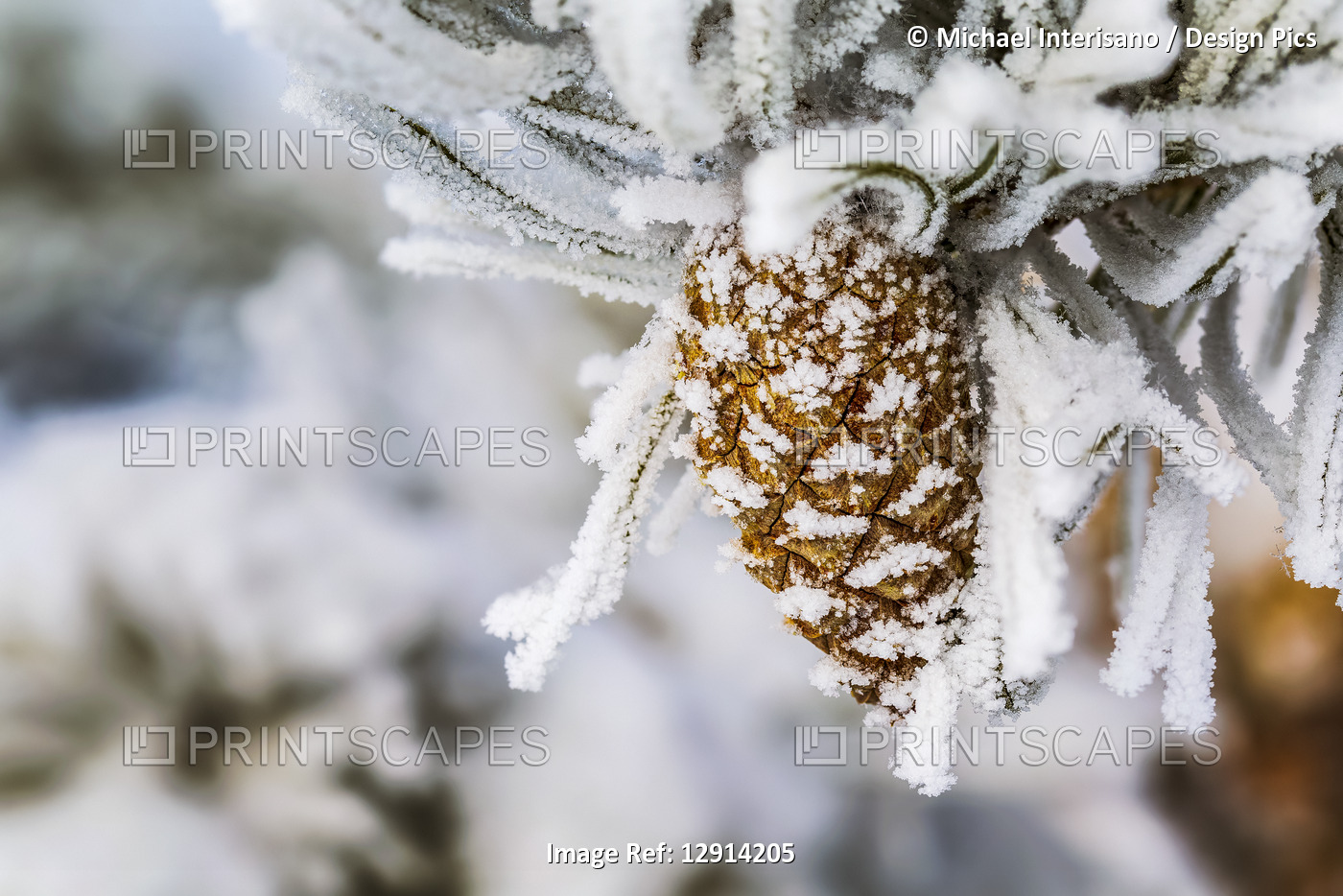 Close-up of heavily frosted pine cone and frosted needles; Calgary, Alberta, ...