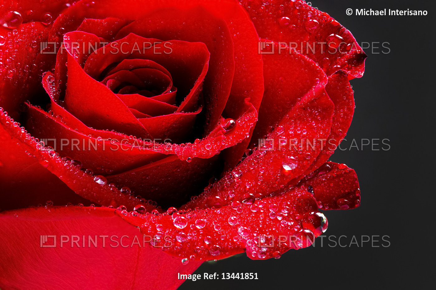 Close up of a red rose with water droplets on a black background; Studio