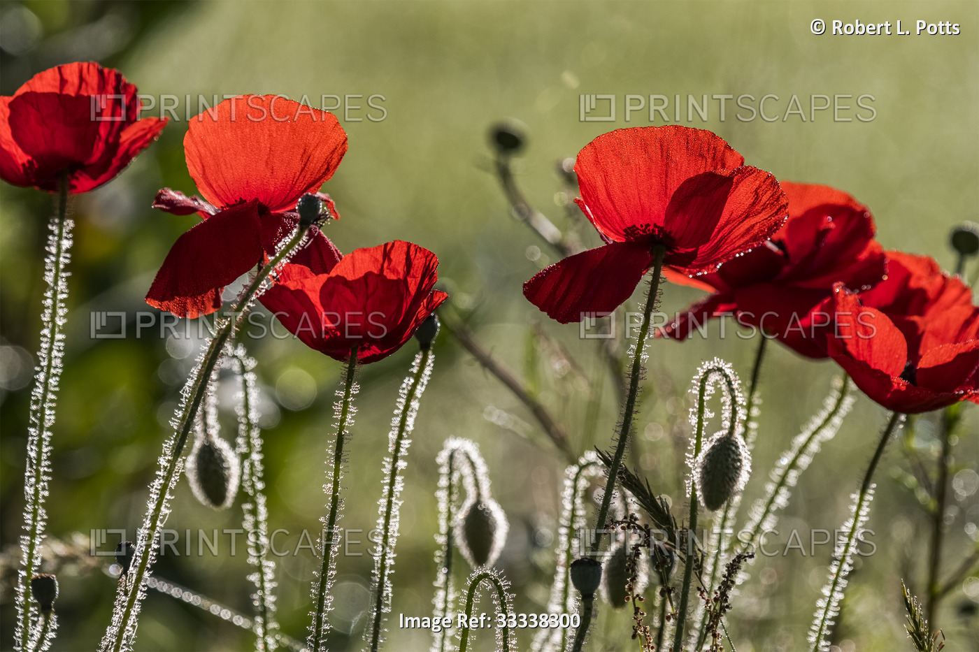 Morning light shines through the petals of red poppy blossoms in an Oregon ...