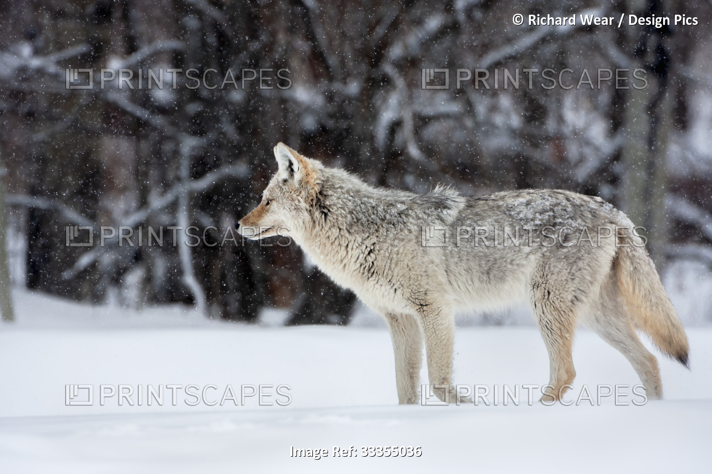 A coyote stands in a light snowfall in winter in Elk Island National Park; ...