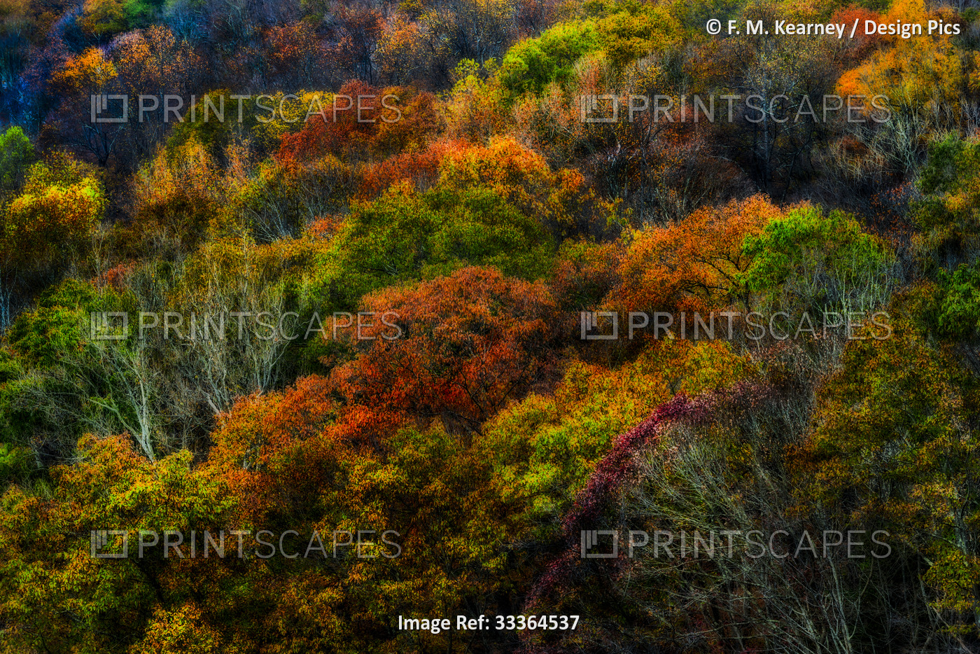 Vibrant coloured foliage in autumn in Croton Gorge Park; Cortlandt, New York, ...