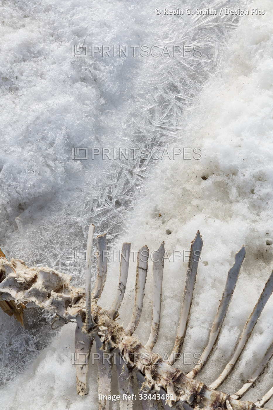Close-up of the remains of a seal skeleton lying in the melting snow and ice ...