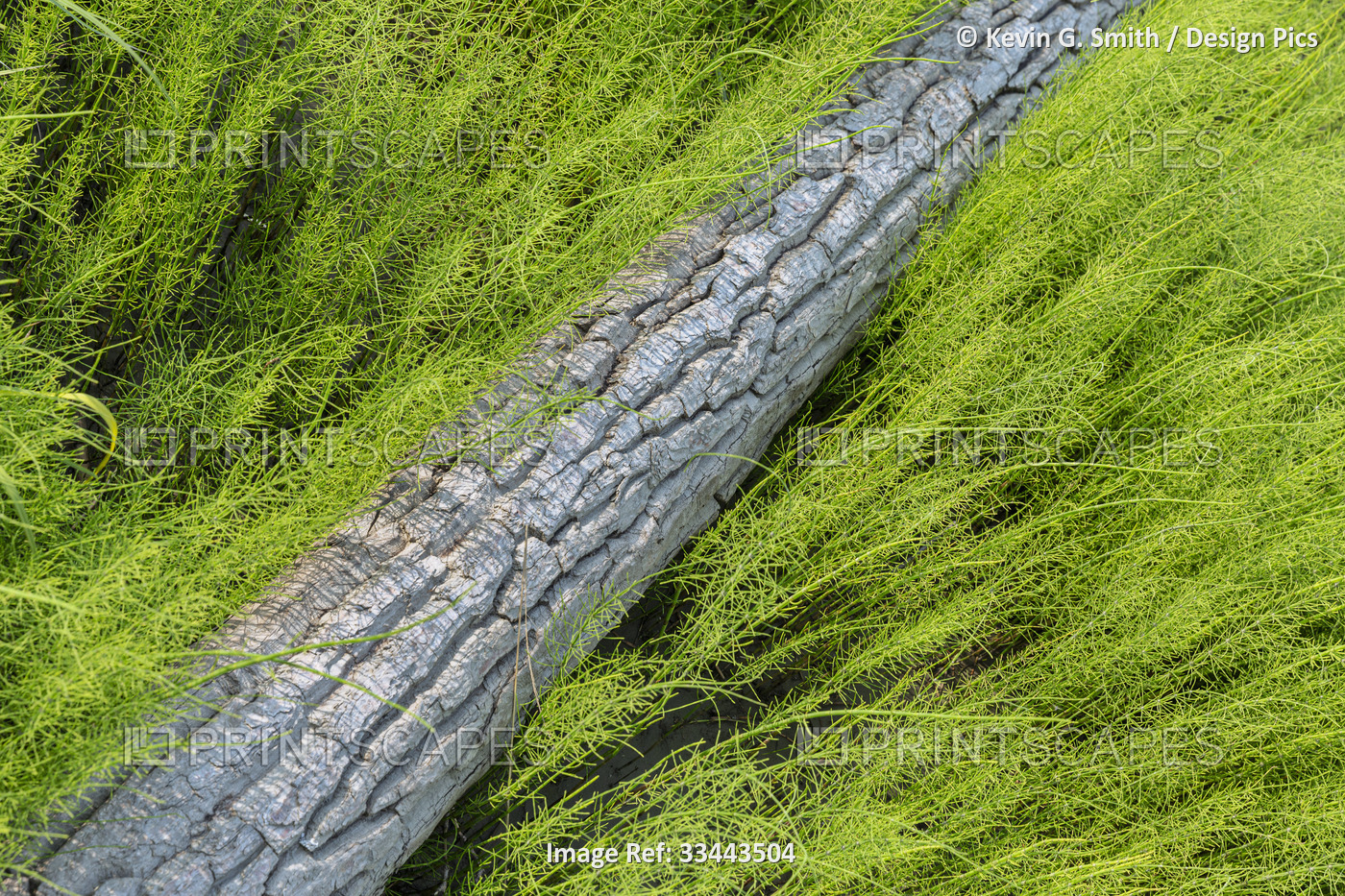 Close-up of wild, green grassy plants in a field with an old fallen tree log in ...