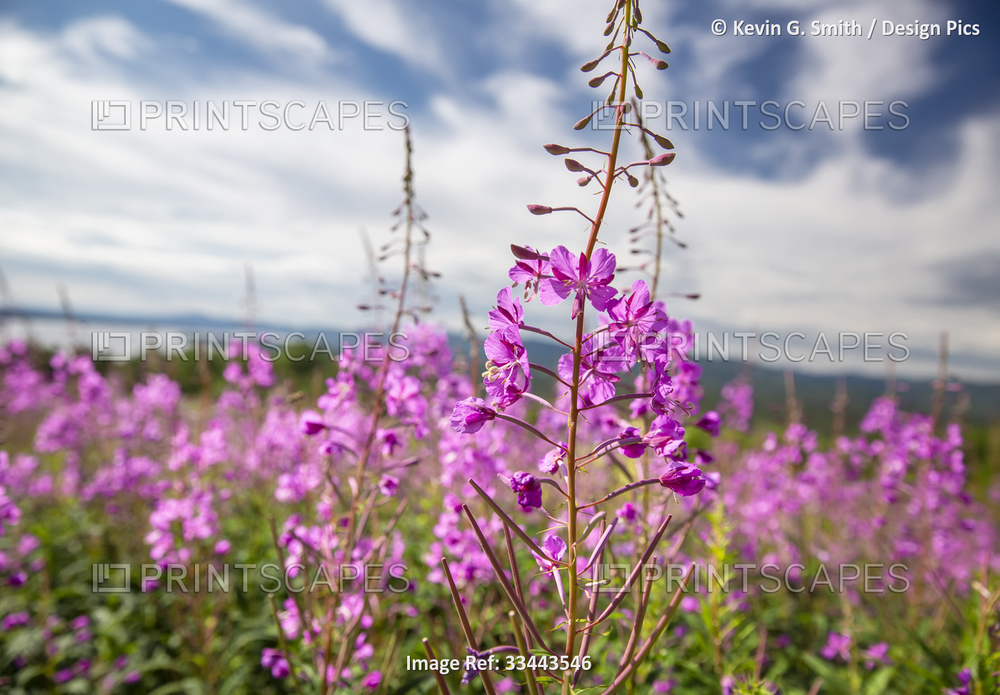 Fireweed (Chamaenerion Angustifolium) in bloom in a meadow in Interior Alaska; ...