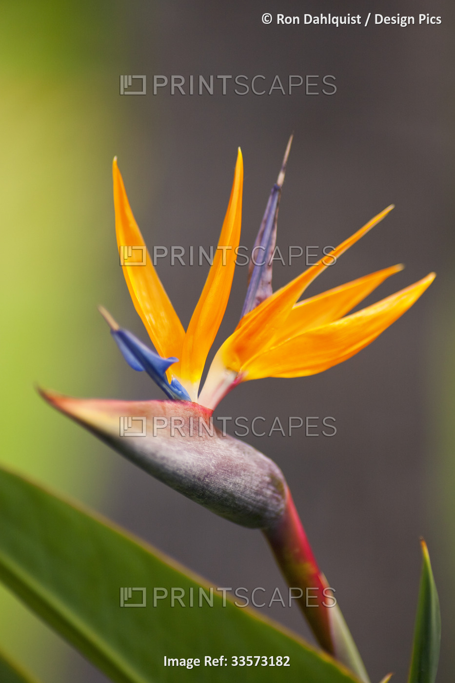 Close up of the dramatic Bird of Paradise flower (Strelitzia reginae); Paia, ...