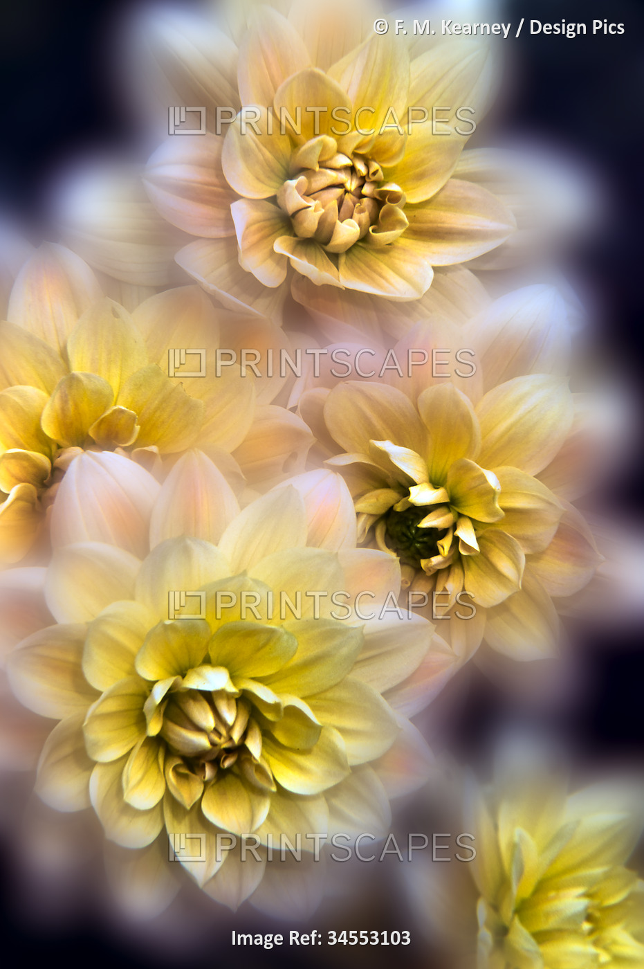 Dahlias (Asteraceae), flowerheads in selective focus, digitized from film; ...