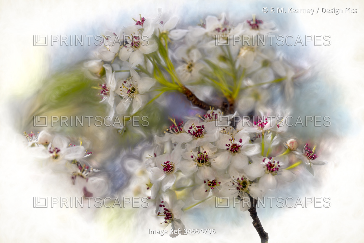 White cherry blossoms on a branch (Amygdaloideae) with blurred photo edges; ...